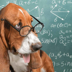 Dog Science: Exploring the Human-Canine Bond at Harvard